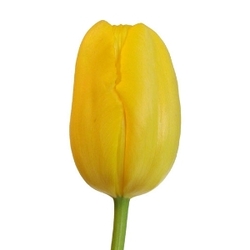 Тюльпаны Т-12