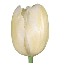 Тюльпаны Т-10